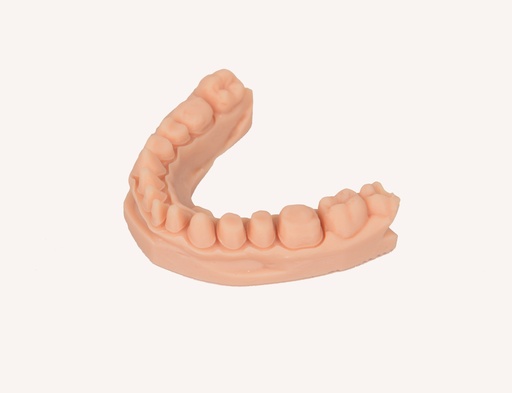 Dental Model